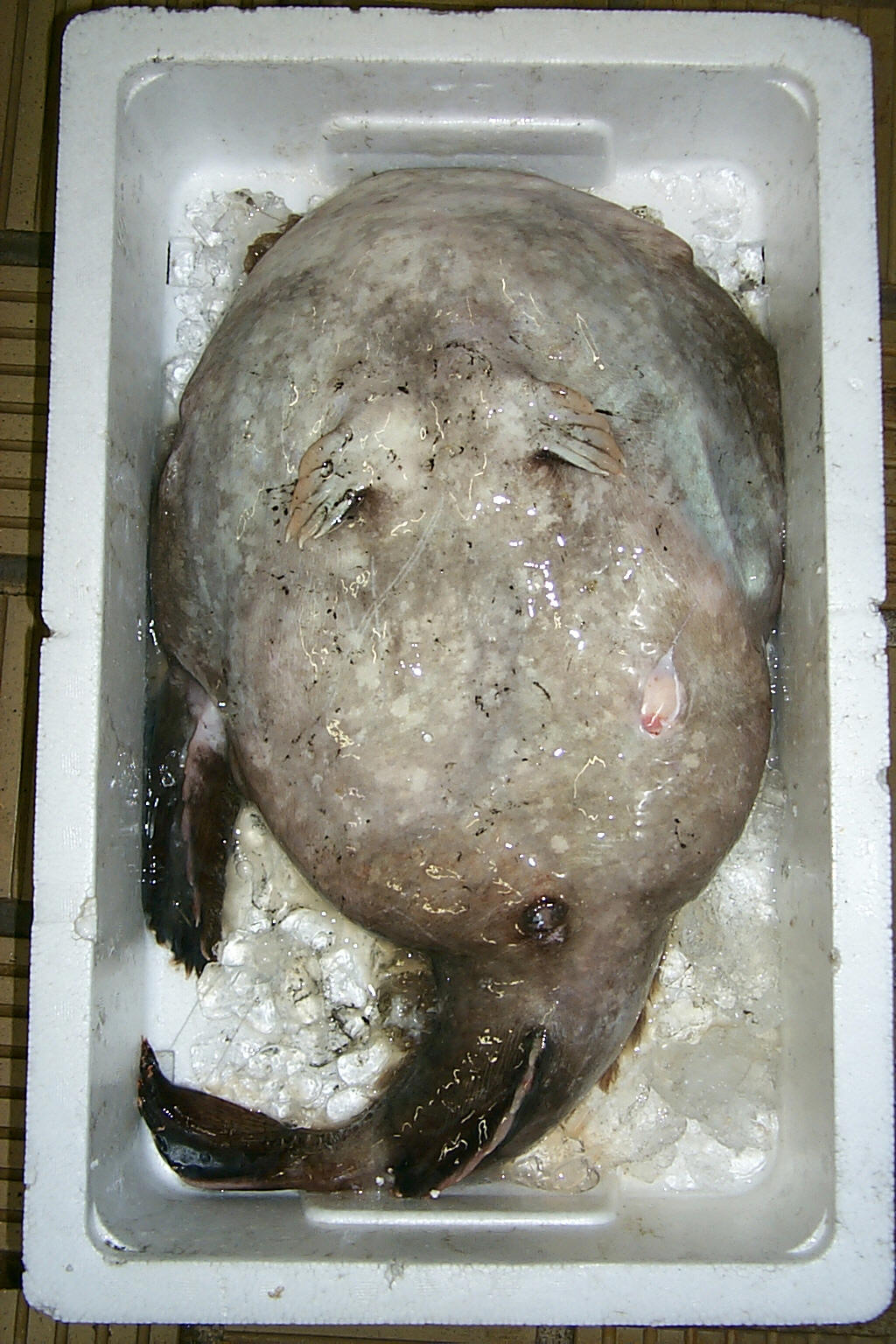 ankou